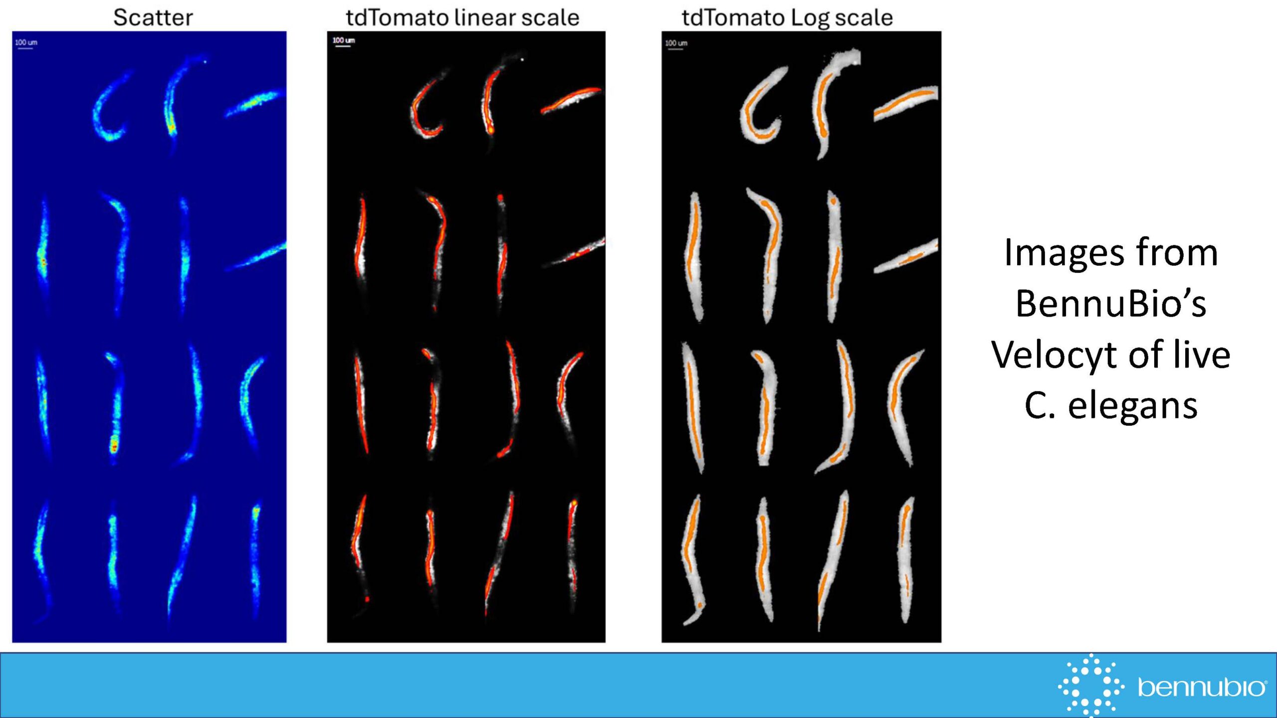 website_c._elegans_Page_2