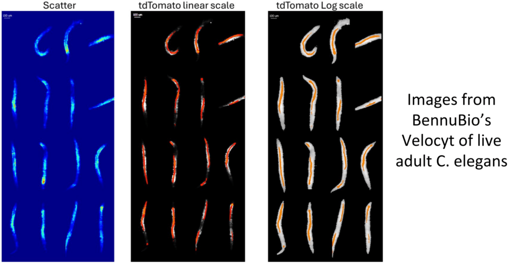 Velocyt of live adult C. elegans